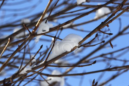 Téléchargez les photos : Alpes françaises en hiver. Neige sur un arbre. Saint-Gervais. France. - en image libre de droit