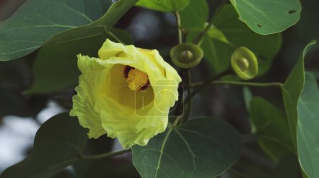 Photo for Yellow flower of Portia tree. Bright and good looking flower. - Royalty Free Image