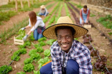 Photo for Smiling African American male harvester in straw hat collecting green lettuce while looking at camera against multiethnic friends in countryside - Royalty Free Image