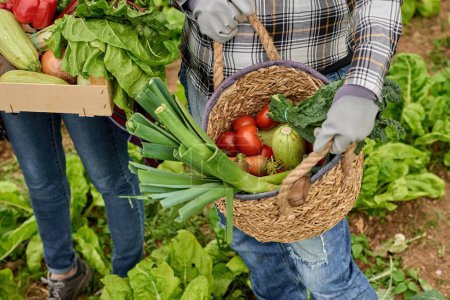 Photo for From above of crop anonymous horticulturists with assorted vegetables in straw basket and container on countryside plantation - Royalty Free Image