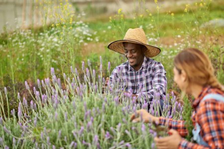 Photo for Content African American male grower interacting with anonymous female friend against blooming Lavandula plant in countryside - Royalty Free Image