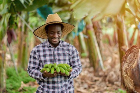 Téléchargez les photos : Horticulteur afro-américain masculin en chapeau de paille avec paquet de bananes fraîches debout sur la plantation sur fond flou - en image libre de droit
