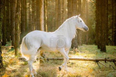 Foto de Vista lateral del elegante caballo blanco de pie sobre césped herboso en el bosque verde a la luz del día - Imagen libre de derechos