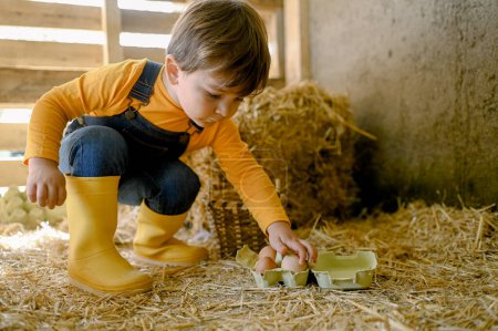 Photo for Full body of adorable little boy in denim overall and yellow gumboots sitting on haunches in hay barn and putting fresh eggs into carton container in countryside - Royalty Free Image