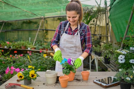 Téléchargez les photos : Jardinière mature optimiste en chemise à carreaux et tablier souriant et ajoutant de la terre en pot avec plante d'alto sur la table pendant le travail en serre - en image libre de droit