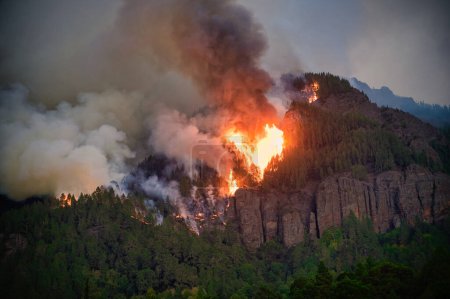 Foto de Fuego furioso engulle árboles en Tenerife 2023. - Imagen libre de derechos