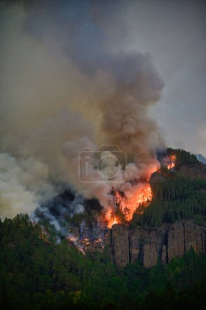 Foto de Vista panorámica del denso bosque verde ardiendo en la cordillera con fuerte humo en Tenerife en un clima sombrío - Imagen libre de derechos