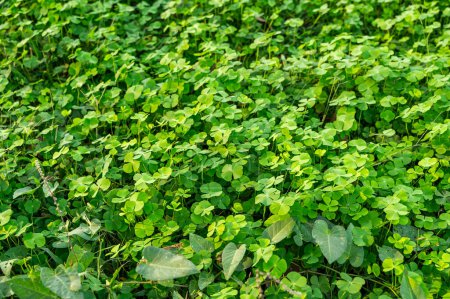 Photo for From above of good luck bringing lush green four leaf clover plants in abundance and with thick growth in countryside farm during sunny daylight - Royalty Free Image