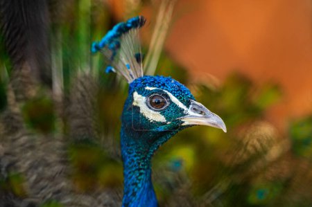 Foto de Hermosa cabeza de pavo real con cresta y con plumaje mirando a la cámara mientras está de pie con plumas largas verdes y azules difuminadas a la luz del día - Imagen libre de derechos