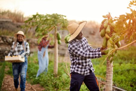 Smiling black male farmer touching green pawpaw on plant against unrecognizable diverse female partners in countryside