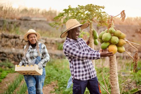 Téléchargez les photos : Cheerful African American male grower touching pawpaw on plant against female friend with box of fruits on plantation - en image libre de droit