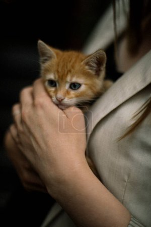 Photo for Red fluffy kitten on a background of flowers in a studio shot - Royalty Free Image