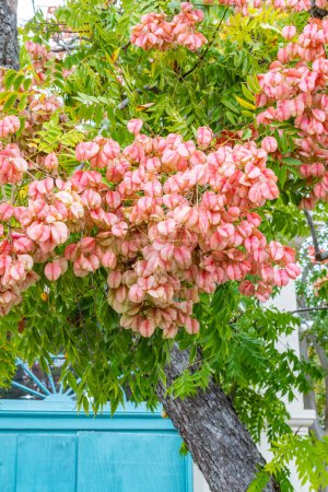 Die großen, rosafarbenen Blüten des Chinesischen Flammenbaums neben aqua lackierten Holztüren.