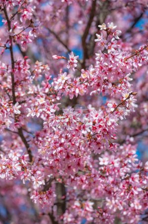 Téléchargez les photos : The pink flowers of a vibrant Winter-flowering cherry tree. - en image libre de droit
