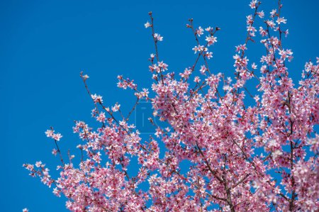 Foto de A Winter-flowering cherry tree covered in pink blooms on a bright February day. - Imagen libre de derechos