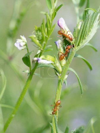 Photo for Three Chestnut carpenter ants on a hairy vetch plant in springtime. - Royalty Free Image
