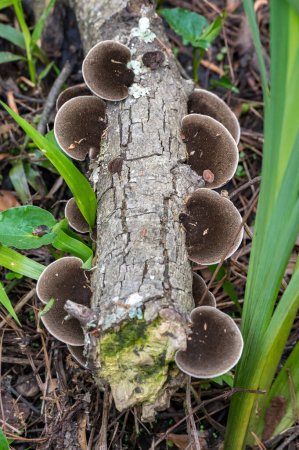 Photo for Hexagonia hydnoides mushrooms in a Texas forest. - Royalty Free Image