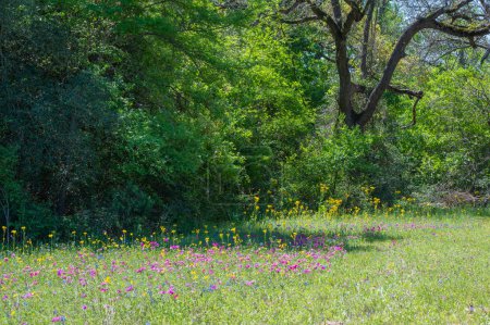 Photo for A field of wildflowers in a springtime landscape in East Texas. - Royalty Free Image
