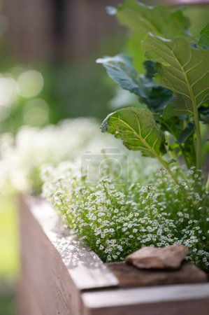 Lobularia maritima, ou alyssum doux, poussant dans un lit surélevé dans le jardin printanier.
