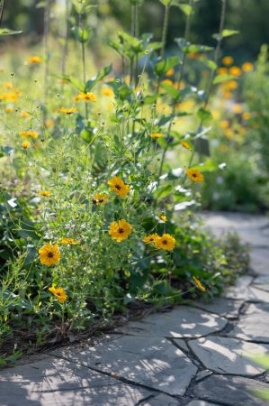 Téléchargez les photos : Fleurs jaune vif de coreopsis, souvent appelé tickseed, poussant dans un jardin du Texas. - en image libre de droit