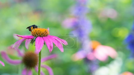 Foto de Una imagen de 16x9 de una abeja de cuerno largo manchada en un colorido jardín. - Imagen libre de derechos