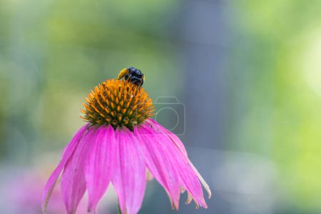 Foto de Una abeja de cuerno largo manchada dos en una flor de coneflower púrpura en un jardín de primavera. - Imagen libre de derechos