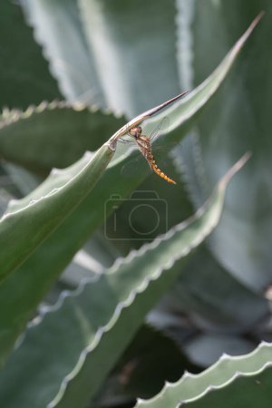 Foto de Un planeador de alas planos, Pantala hymenaea, libélula colgando bajo una hoja de agave. - Imagen libre de derechos