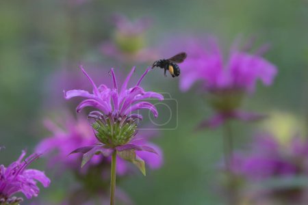 A Two Spotted Longhorn Bee, Melissodes bimaculatus, visitant la fleur pourpre d'une plante de baume.