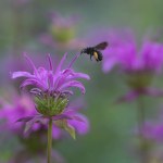 A Two Spotted Longhorn Bee, Melissodes bimaculatus, visiting the purple flower of a beebalm plant.