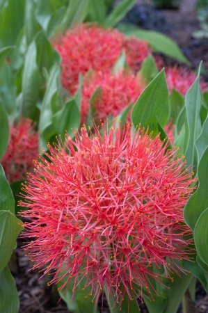 Photo for The bright red flowers of the Blood lily, Scadoxus multiflorus, blooming in the summer garden. - Royalty Free Image