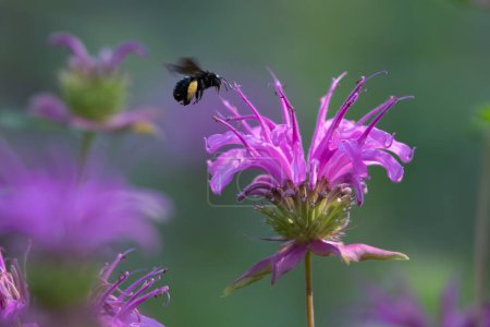 Das Sonnenlicht trifft an einem frühen Frühlingsmorgen auf eine Bienenblume, über der eine zweifleckige Bockbiene, Melissodes bimaculatus, schwebt..