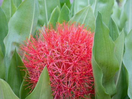 Photo for The unusual flower head of the blood lily, Scadoxus multiflorus, nestled among its lush green leaves. - Royalty Free Image