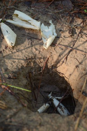 Foto de Un nido de tortugas desenterrado lleno de huevos rotos que se han comido. - Imagen libre de derechos