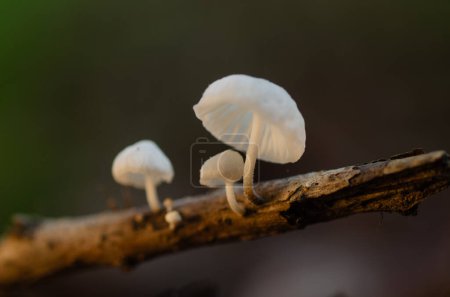 Foto de Primer plano de diminutos champiñones blancos creciendo en un palo en un bosque de pinos del este de Texas. - Imagen libre de derechos