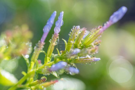 Téléchargez les photos : Plumbago auriculata, Cape Plumbago, cultivé dans un jardin d'été au Texas. - en image libre de droit