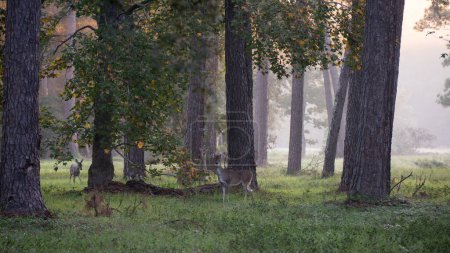 Photo for A group of watchful deer on an early morning in a foggy forest of pine trees. - Royalty Free Image