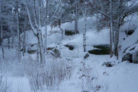 Foto de Hierbas y árboles en una ladera rocosa en un bosque cubierto de nieve. - Imagen libre de derechos