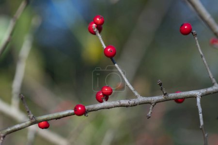 Bayas en la rama de un árbol possumhaw, Ilex decidua, en un día de invierno.