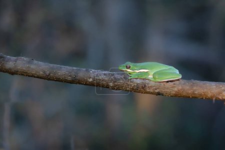 Una rana arbórea verde americana, Dryophytes cinereus, se sienta en una rama de árbol en una madrugada de febrero.