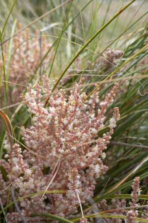 Basket grass, Nolina affinis, provides a decorative element in the garden.