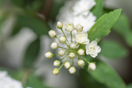 Horizontal image of a blooming bridalwreath spirae in a spring garden.