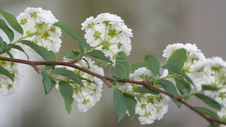 Die weißen schirmförmigen Blüten der Brautkranzspirea Spiraea prunifolia, von unten gesehen.