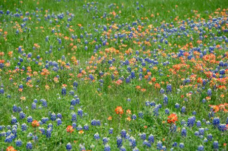 Pinceles indios y bluebonnets de Texas en un campo verde vibrante en marzo.