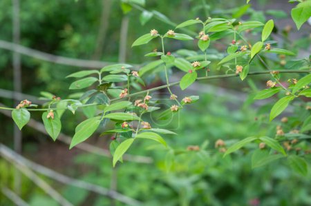 Foto de Arbusto de fresa americano, Euonymus americanus, creciendo en un jardín de Texas. - Imagen libre de derechos