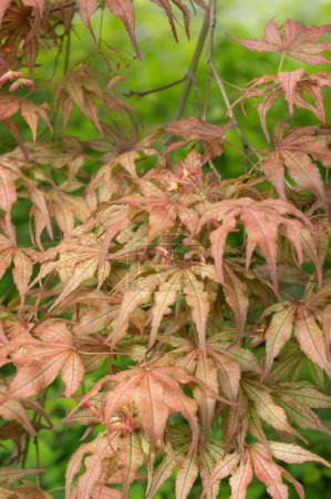 Érable japonais rouge pâle, Acer japonicum, avec graines ou fruits en développement.