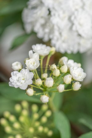 Vertical image of a white bridal wreath spirea shrub in spring.