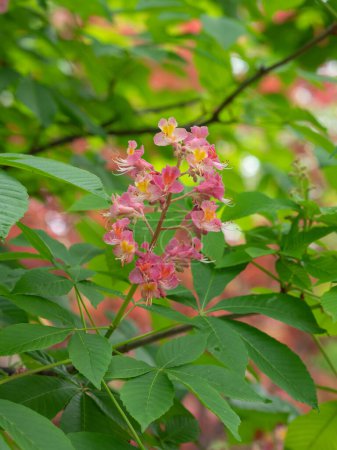 The beautiful pink flowers of a Ruby Red Horse Chestnut tree in a spring garden.