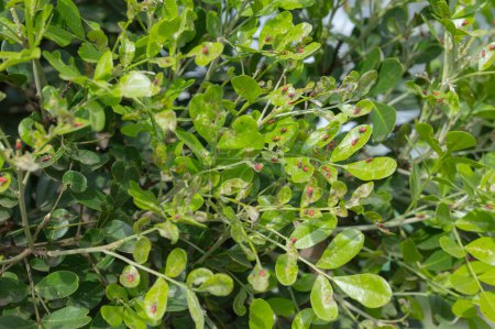 Many Scentless Plant Bugs, on a green shrub in spring.