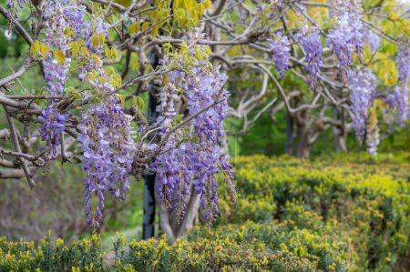 Wisteria floribunda, japanische Glyzinien, blüht in einem Frühlingsgarten.