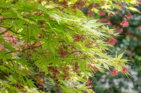 Ein schöner grüner japanischer Ahorn, Acer japonicum, mit roten Samen.